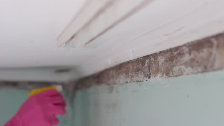 Mold Odor Removal Services in Hunter, TN